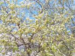 Pyrus ussuriensis