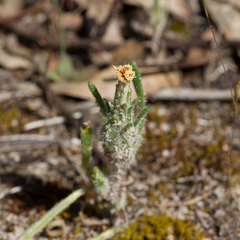 Podotheca angustifolia