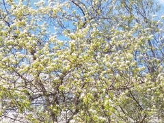 Pyrus ussuriensis