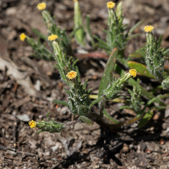 Podotheca angustifolia