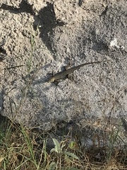 Sceloporus edbelli