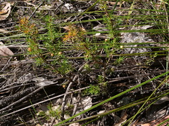 Leptospermum arachnoides