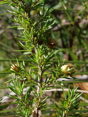 Leptospermum arachnoides