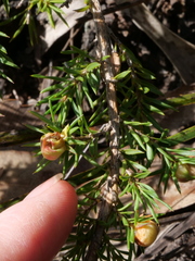 Leptospermum arachnoides