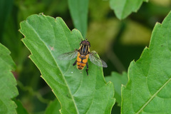 Mesembrius bengalensis