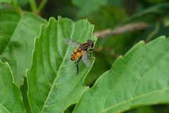 Mesembrius bengalensis