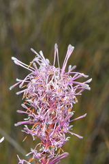 Isopogon axillaris