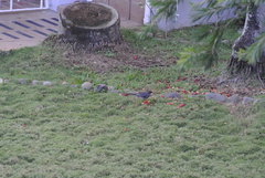 Turdus plumbeus