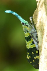 Pyrops viridirostris