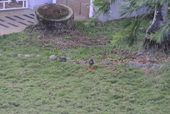 Turdus plumbeus