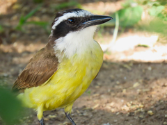 Pitangus sulphuratus