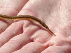 Syngnathidae
