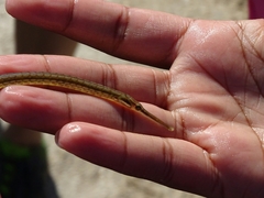 Syngnathidae