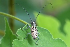 Macrochenus isabellinus