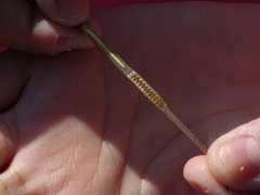 Syngnathidae