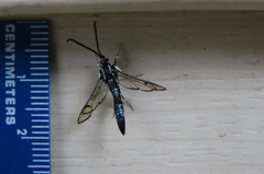 Synanthedon pictipes