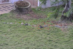 Turdus plumbeus