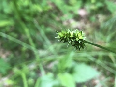 Carex cephaloidea
