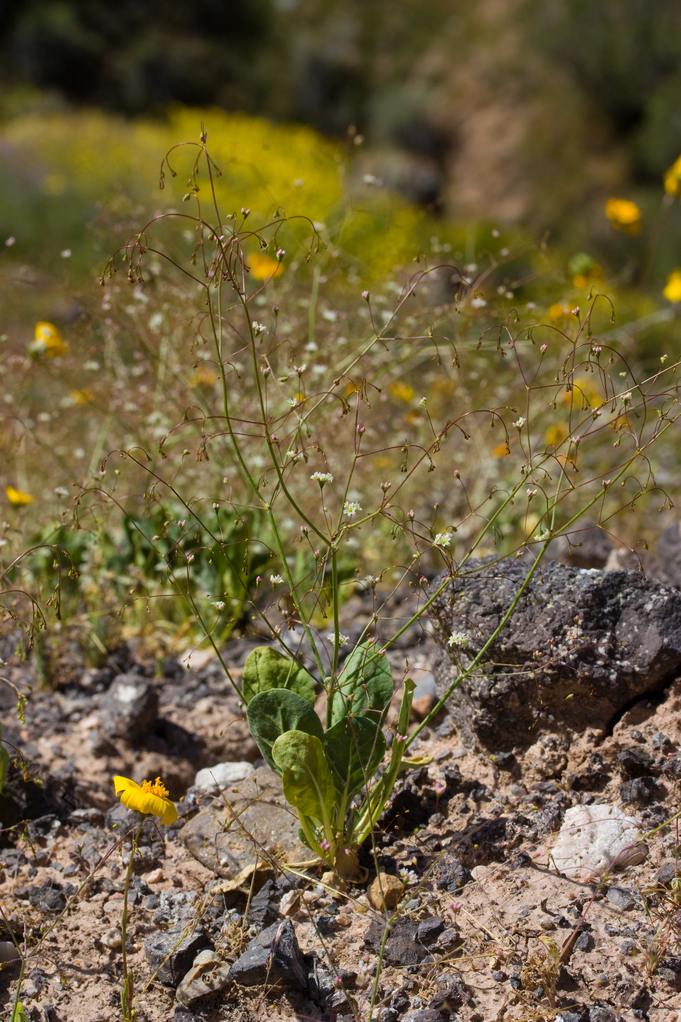 Eriogonum ordii