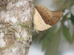 Archaeoprepona meander