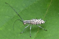 Macrochenus isabellinus