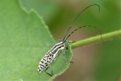 Macrochenus isabellinus