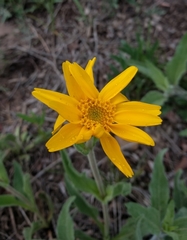 Arnica fulgens