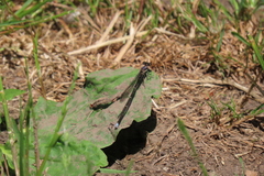 Argia tibialis