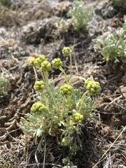 Artemisia capitata