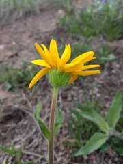 Arnica fulgens