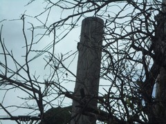 Melanerpes portoricensis