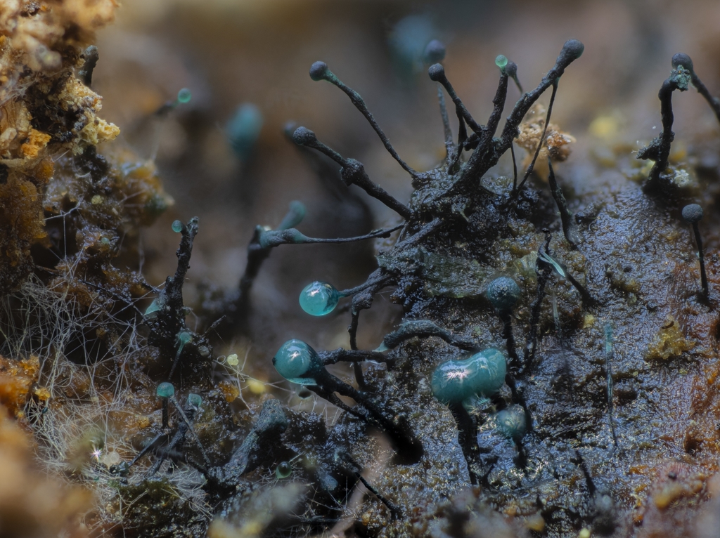 Teal Conifer-Pin