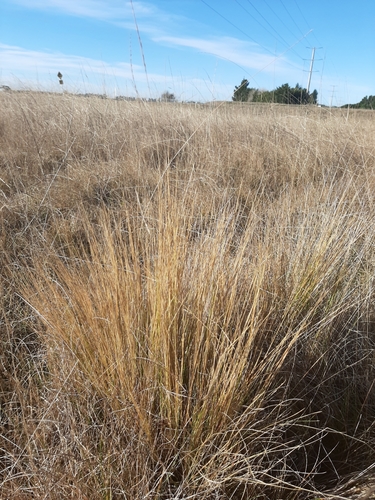 Image of Festuca matthewsii by (c) Colin Meurk, some rights reserved (CC BY-SA)