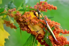 Hemiempusa capensis