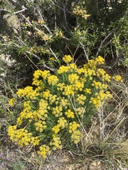 Musineon tenuifolium