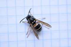 Vespula intermedia