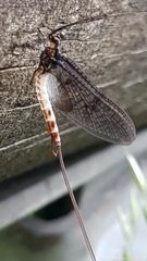 Ephemera danica