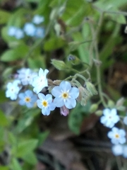 Myosotis sylvatica