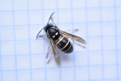 Vespula intermedia