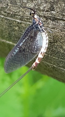 Ephemera danica