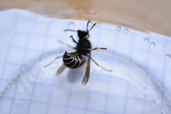 Vespula intermedia