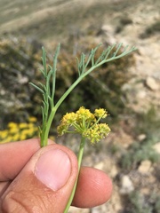 Musineon tenuifolium