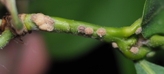 Nanokermes pubescens