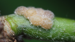 Nanokermes pubescens