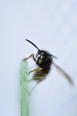 Vespula intermedia