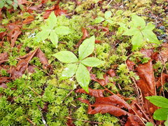 Lysimachia latifolia
