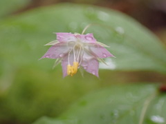 Lysimachia latifolia