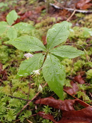 Lysimachia latifolia