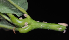 Nanokermes pubescens