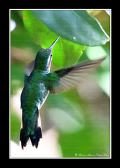 Cynanthus forficatus